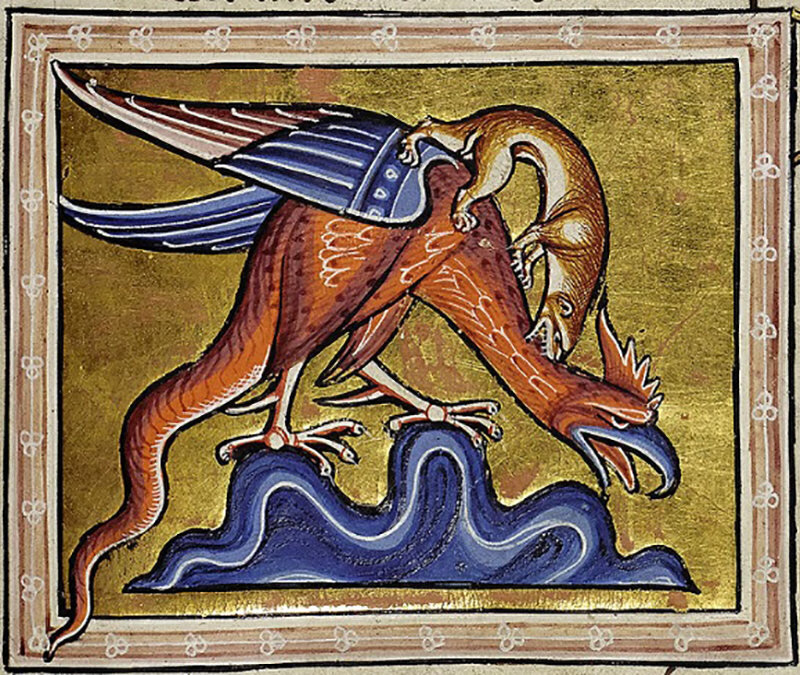 Ласка, сражающаяся с Василиском. Ашмол Бистиарий. 1200-10.
