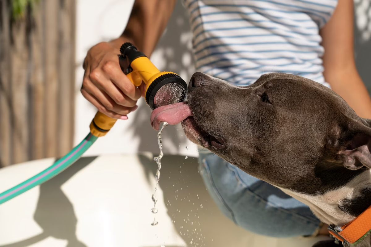 Щенок не пьет воду. Собака пьет воду. Собака в жару. Собаке жарко. Норма питья для собак.