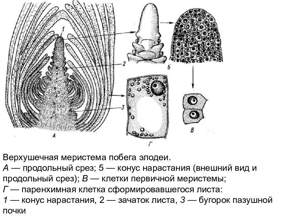 Фото из открытого источника. Место расположения тр(меристемы) на примере побега элодеи.