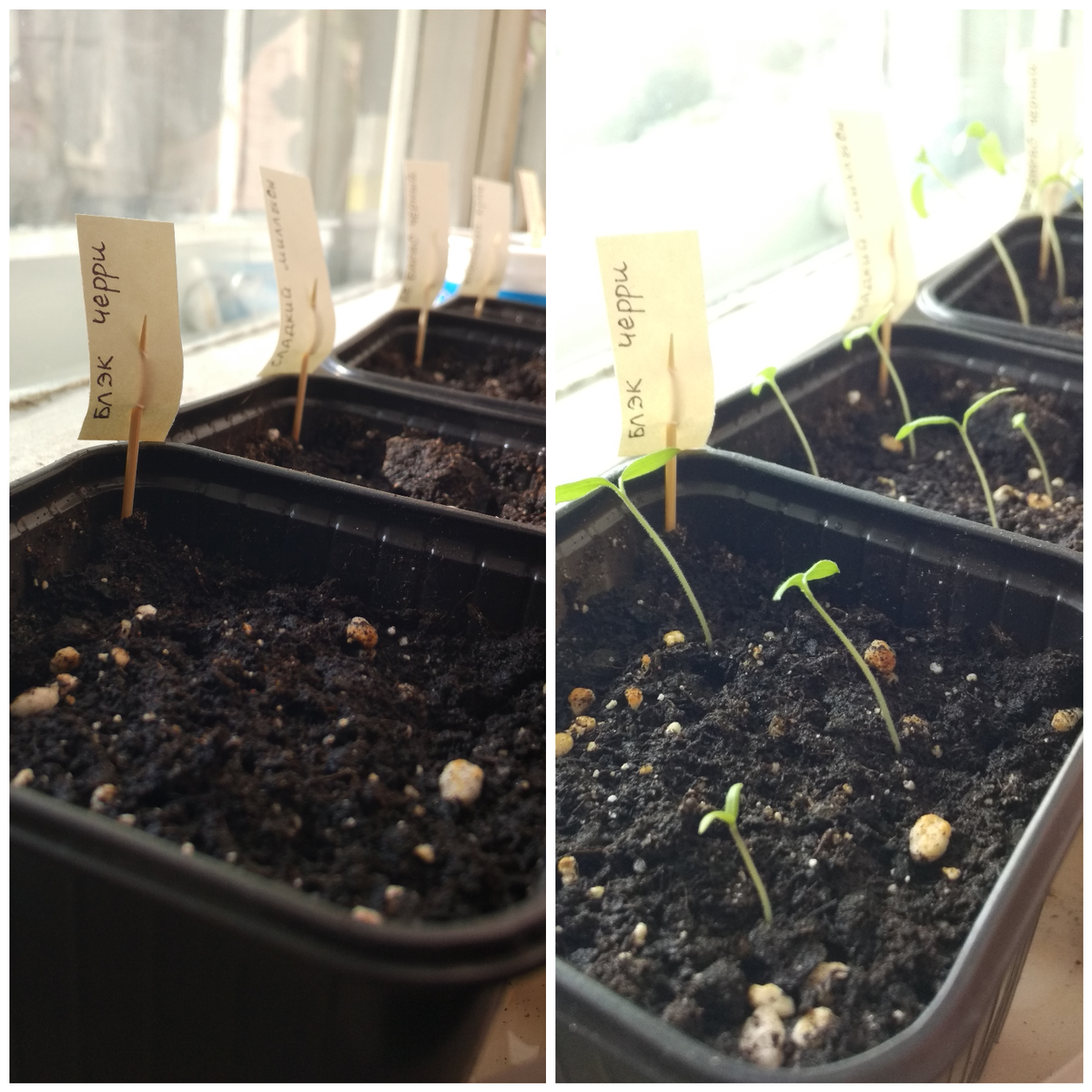 Появление всходов