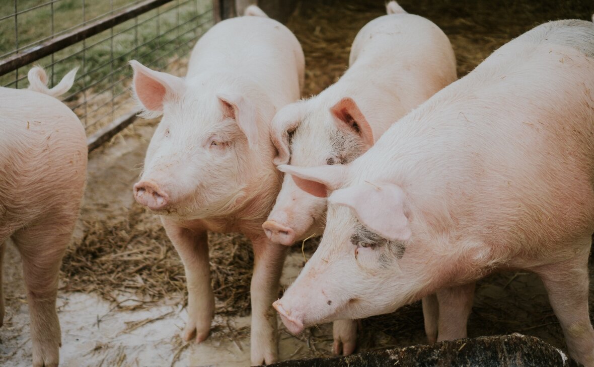 Фото: freepik.com