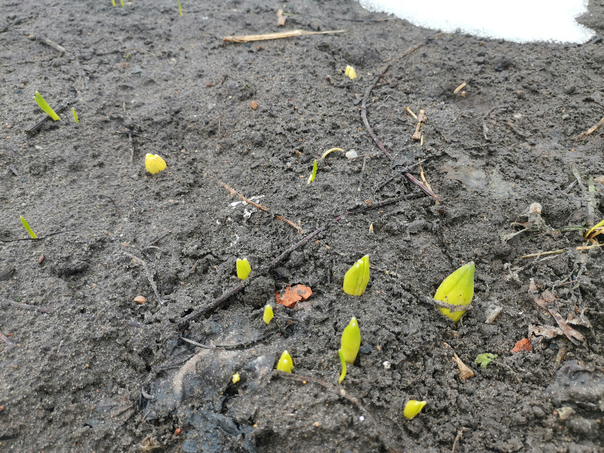 ( Гиацинты проклюнулись.)