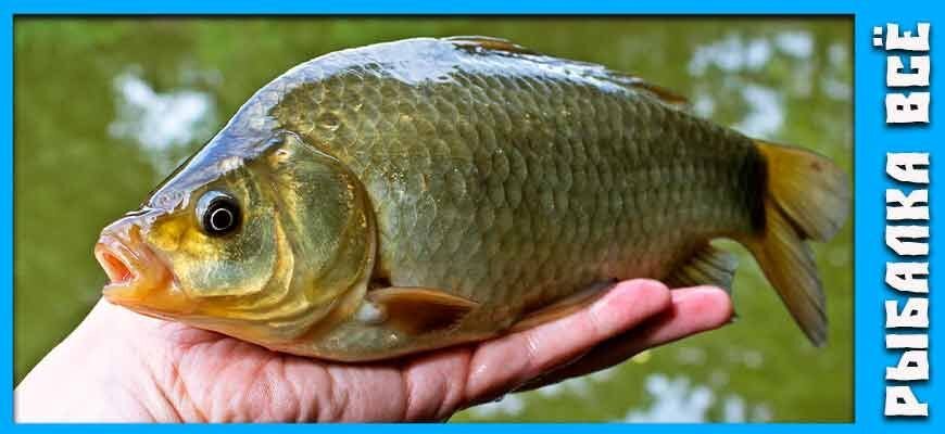 рыба карась