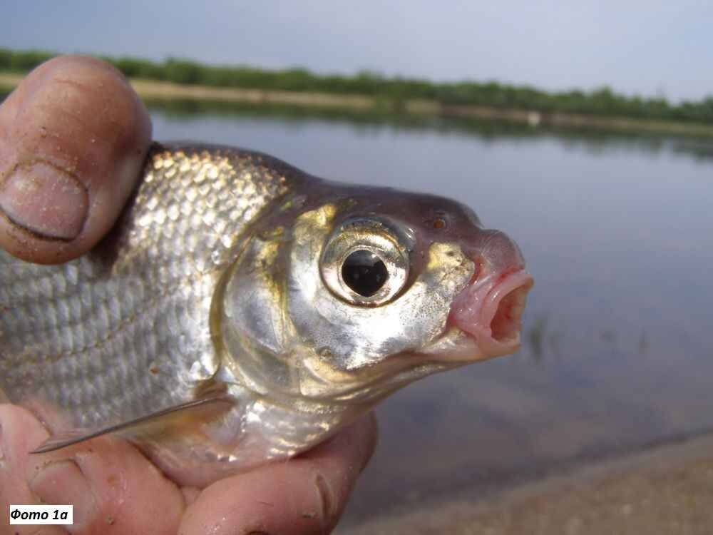 Рыба в реке Волхов: виды, особенности, советы рыболовам