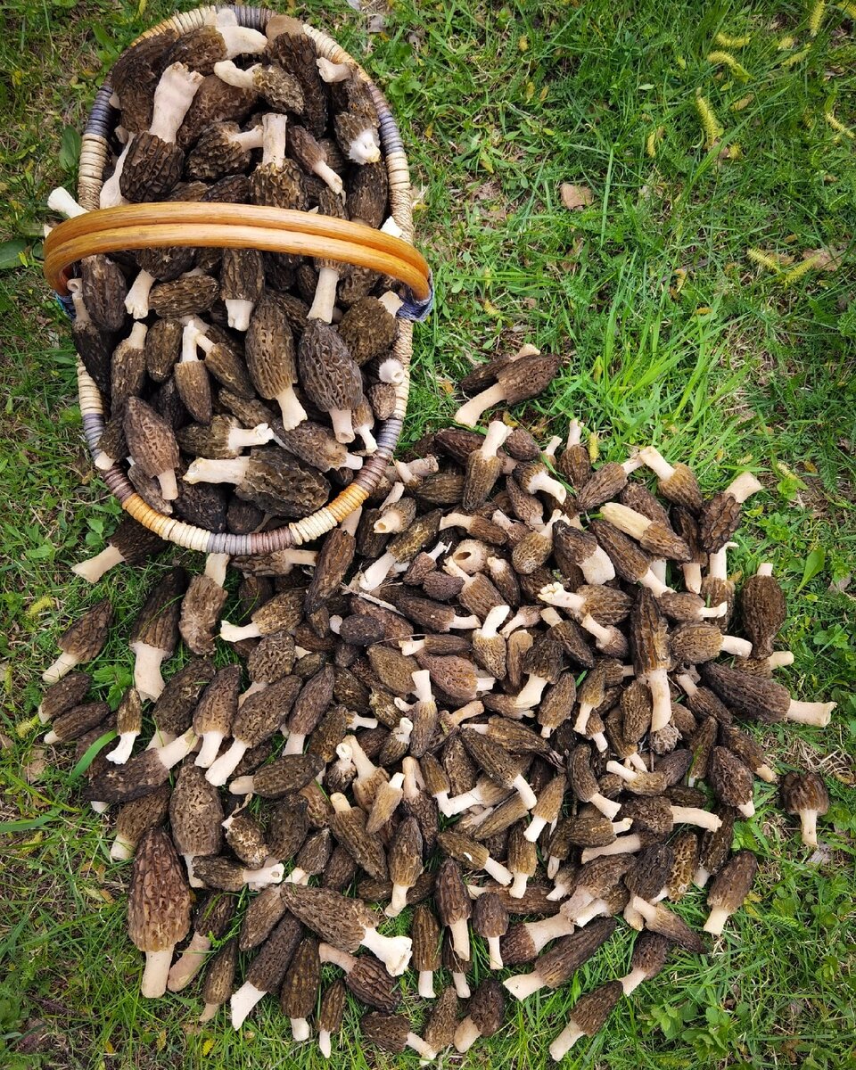 Сморчки. Фото автора. 