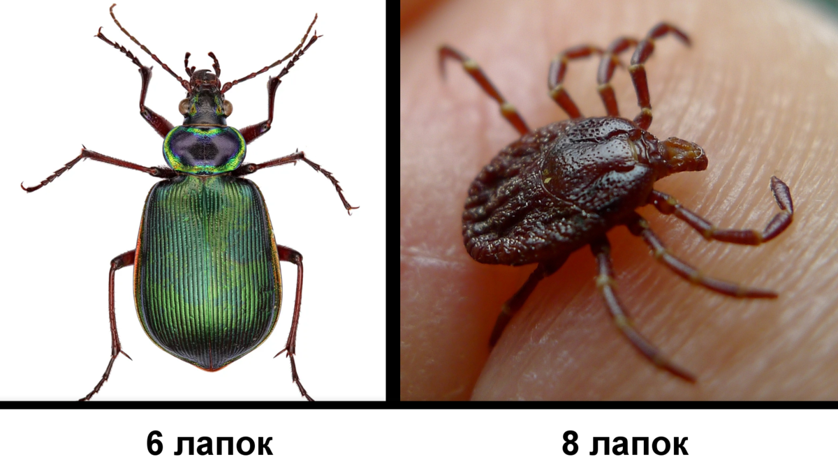 John Tann from Sydney, Australia, CC BY 2.0 <https://creativecommons.org/licenses/by/2.0>, via Wikimedia Commons