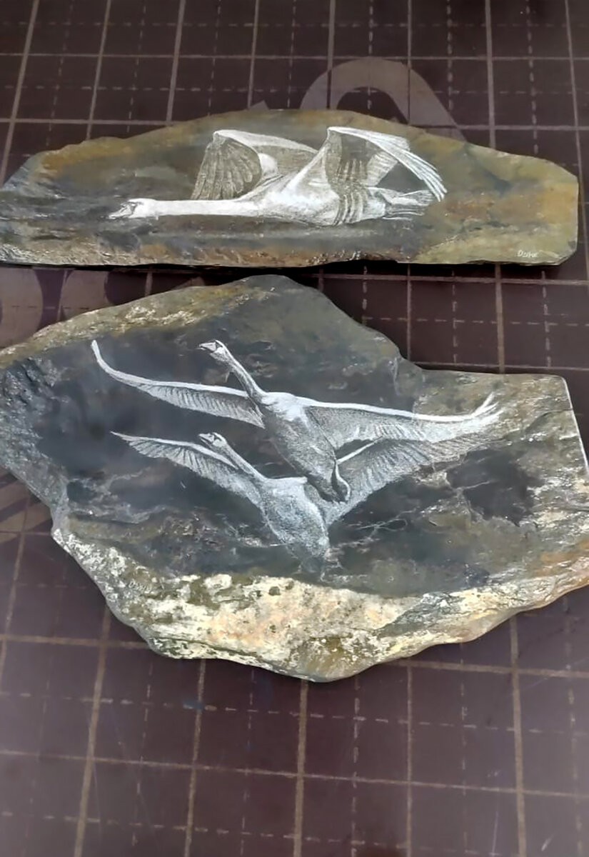 Как вам такие лебеди, друзья? Поразительно!