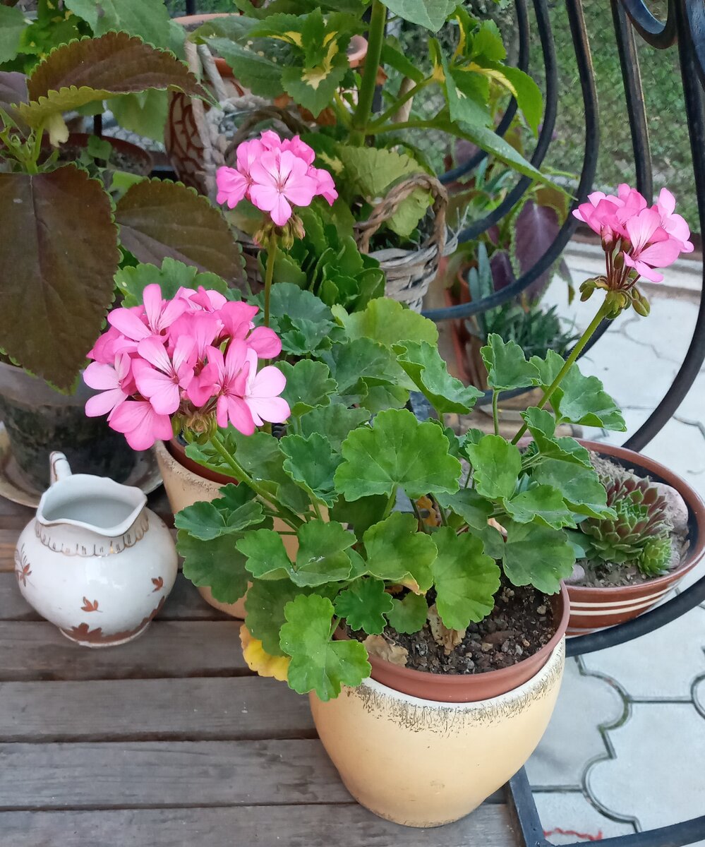 Летом в своём доме выносила на крыльцо свои простые зональные пеларгонии. Фото автора