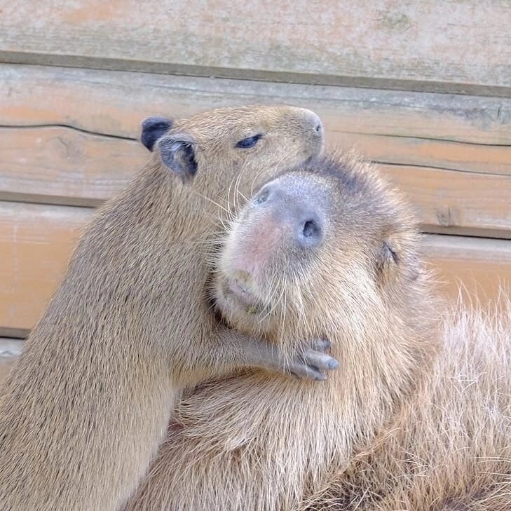 Капибара самое дружелюбное и милое животное,а так же это самый большой грызун на планете. 10 интересных фактов об этих грызунах. 