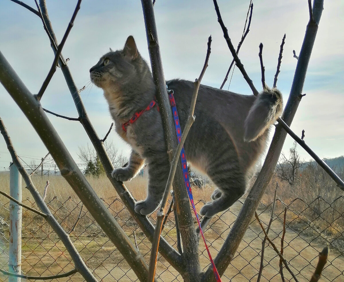 Котики прилетели