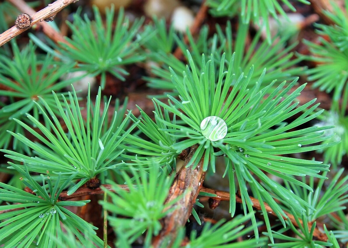 Небольшой фрагмент кроны. На фотографии, сделанной в конце мая, хорошо видны и цвет побега, и цвет хвои. 