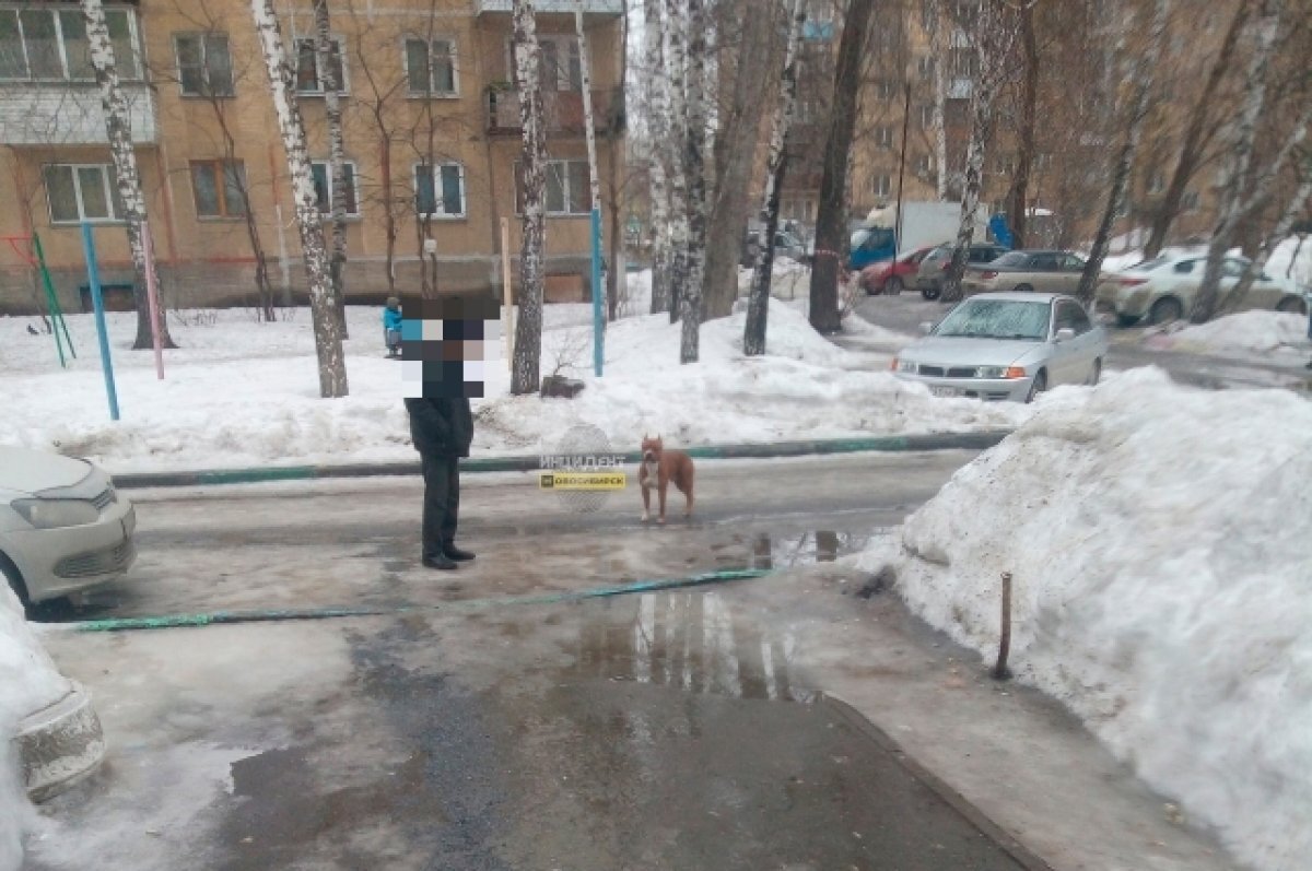    В Новосибирске бойцовская собака загнала женщину в подъезд