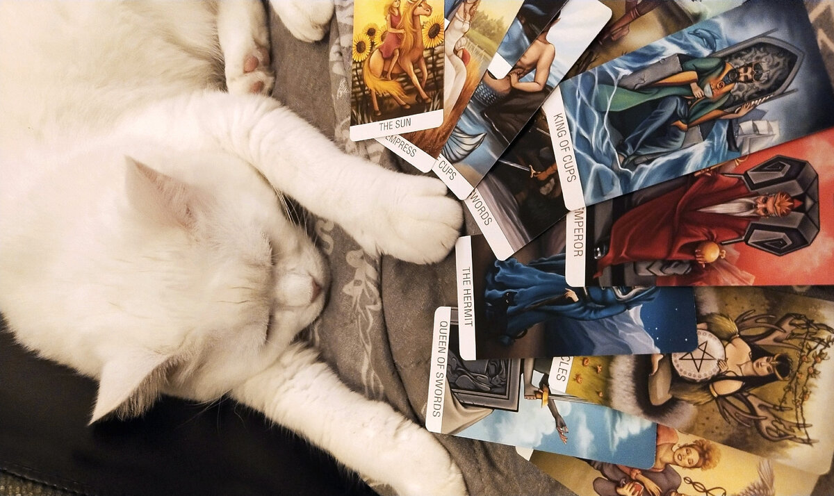 Белый кот и карты Таро. Фото автора