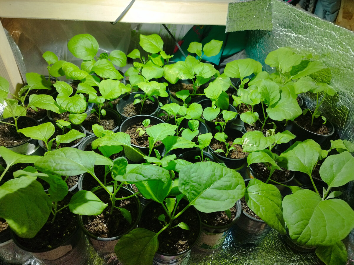 Это мои баклажанчики 