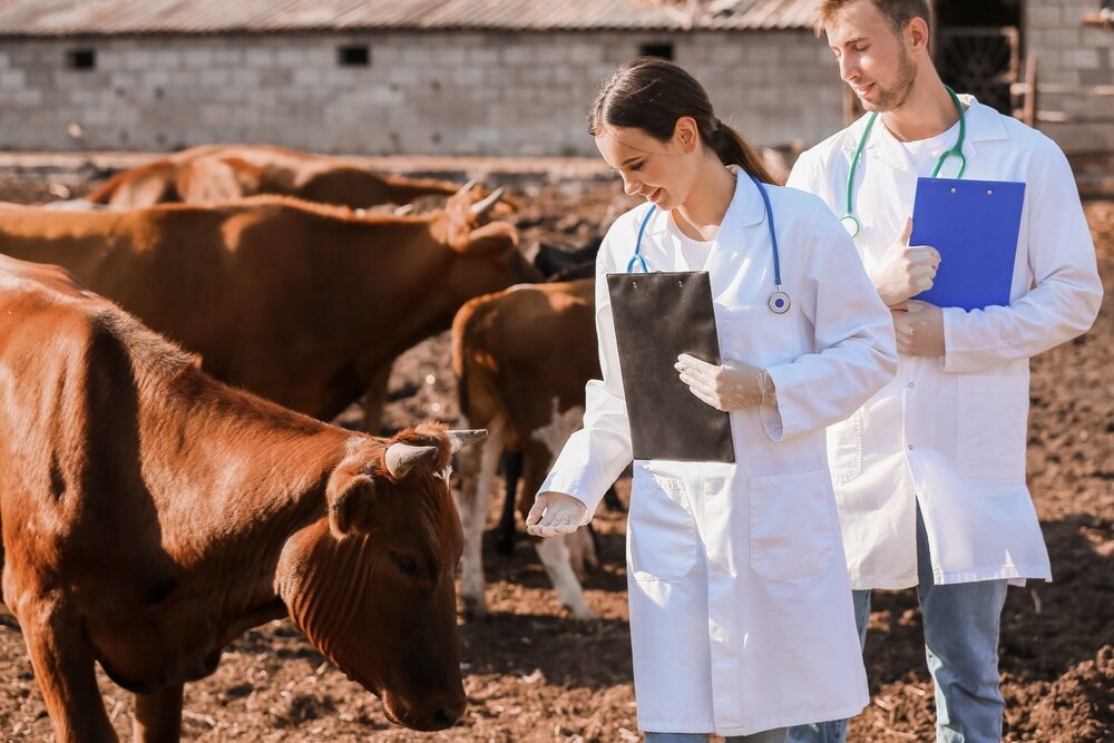 Молочная железа коровы – особо уязвимая зона в холодное время года