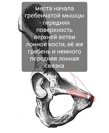 Ахиллово сухожилие — Википедия