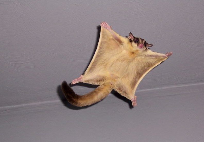 Летит обниматься