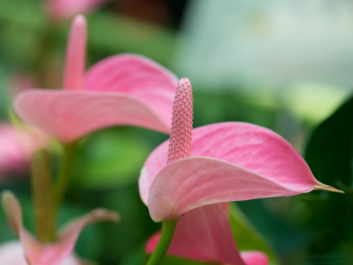 Антуриум - комнатное растение.