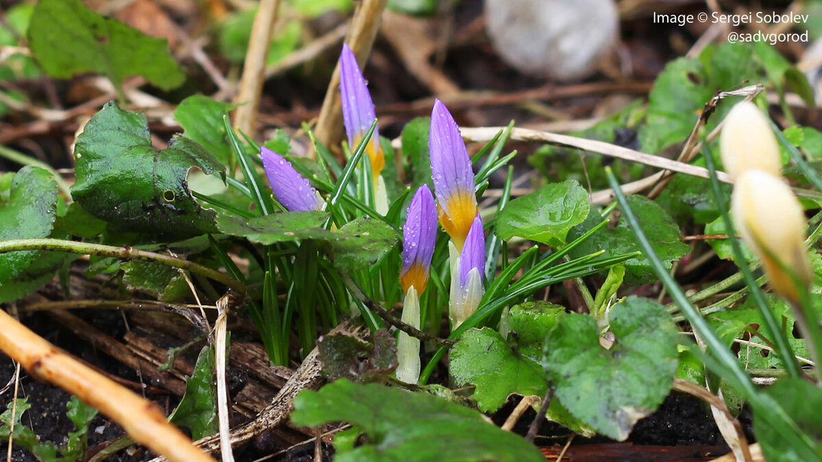 Куплена как Crocus sieberi 'Firefly'.