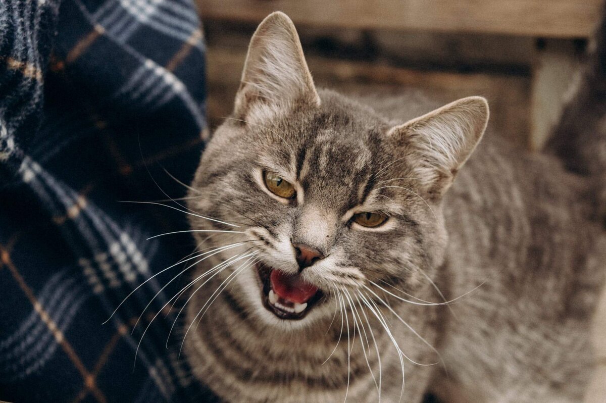 Кошачий мяуканье аудиозапись. Популярные коты. Мяуканье кошки. Звук кошки. Кошачий мяу звуки.