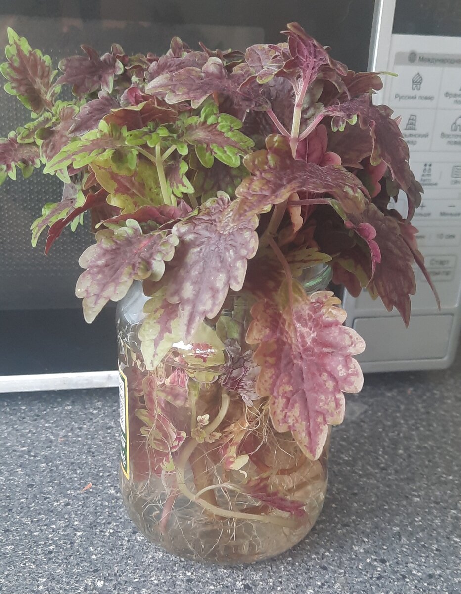 Вот так. Прямо в банке мне принесли растение. 