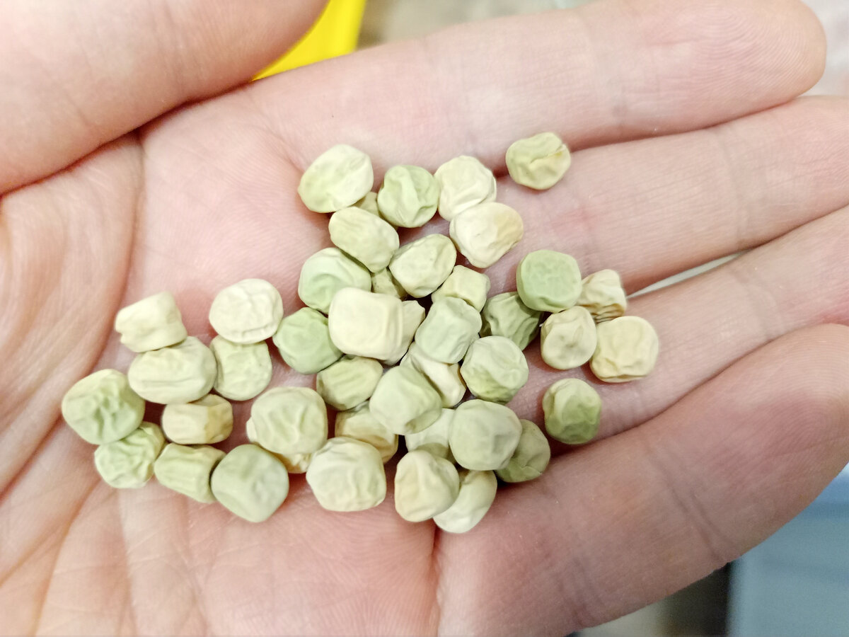 Семена для микрозелени