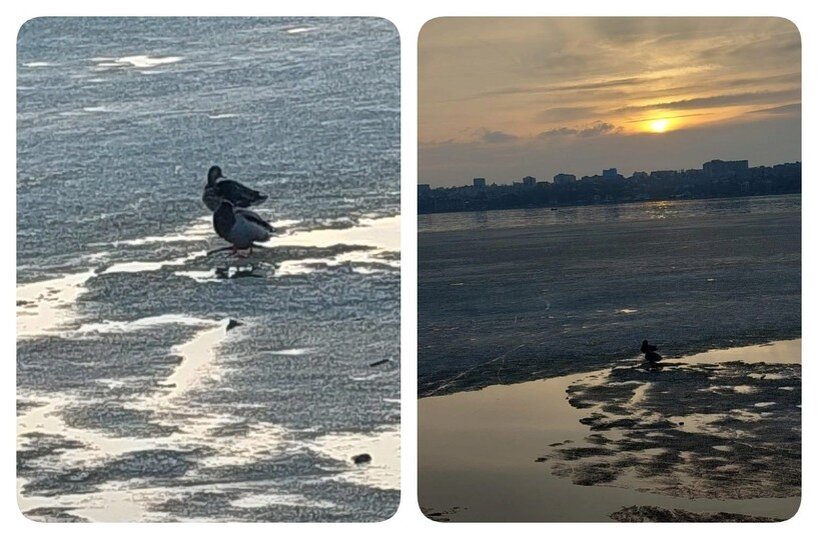 ФОТО: АВТОРА. ВОСКРЕСЕНЬЕ, У КРОМКИ ЛЬДА, ПАРК "ДЕЛЬФИН".