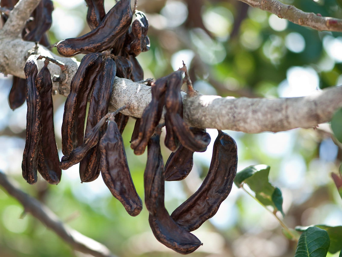 А вот, собственно, и он)) Фото из открытых источников