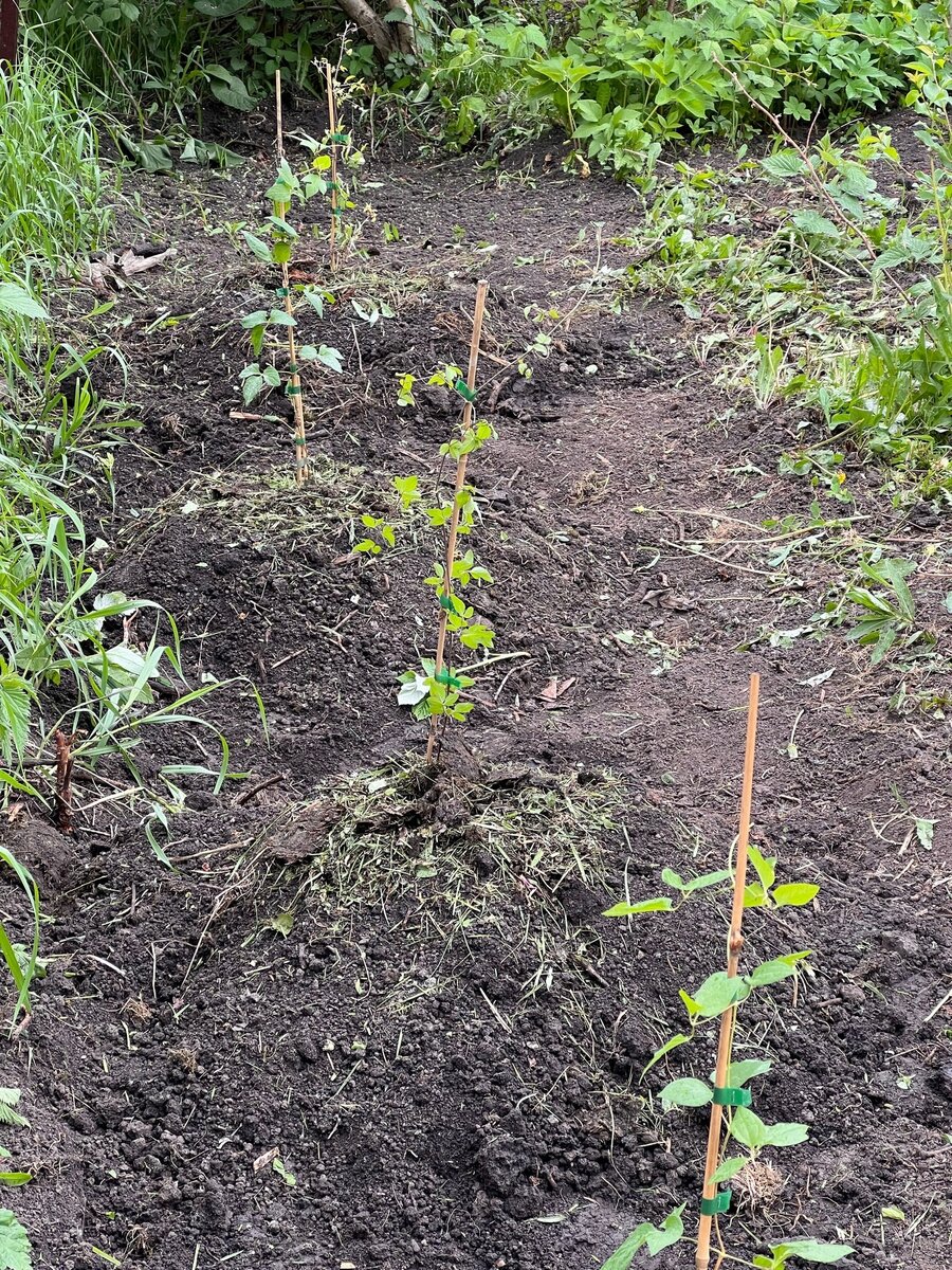 Посадка клематисов на холм