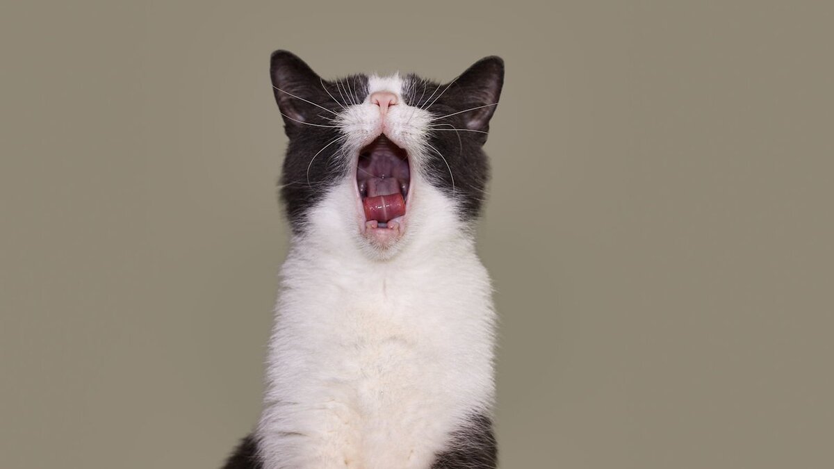 Звуки орущих котов слушать. Модные обои кошки кричат. Кошка кричит на потолок. Приму кошку.