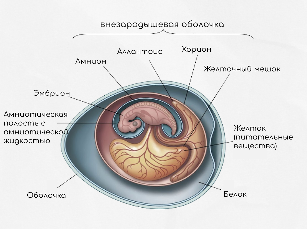 Зародышевые оболочки амнион хорион и аллантоис. Строение зародыша хорион амнион. Хорион амнион аллантоис функции. Хорион амнион желточный мешок.