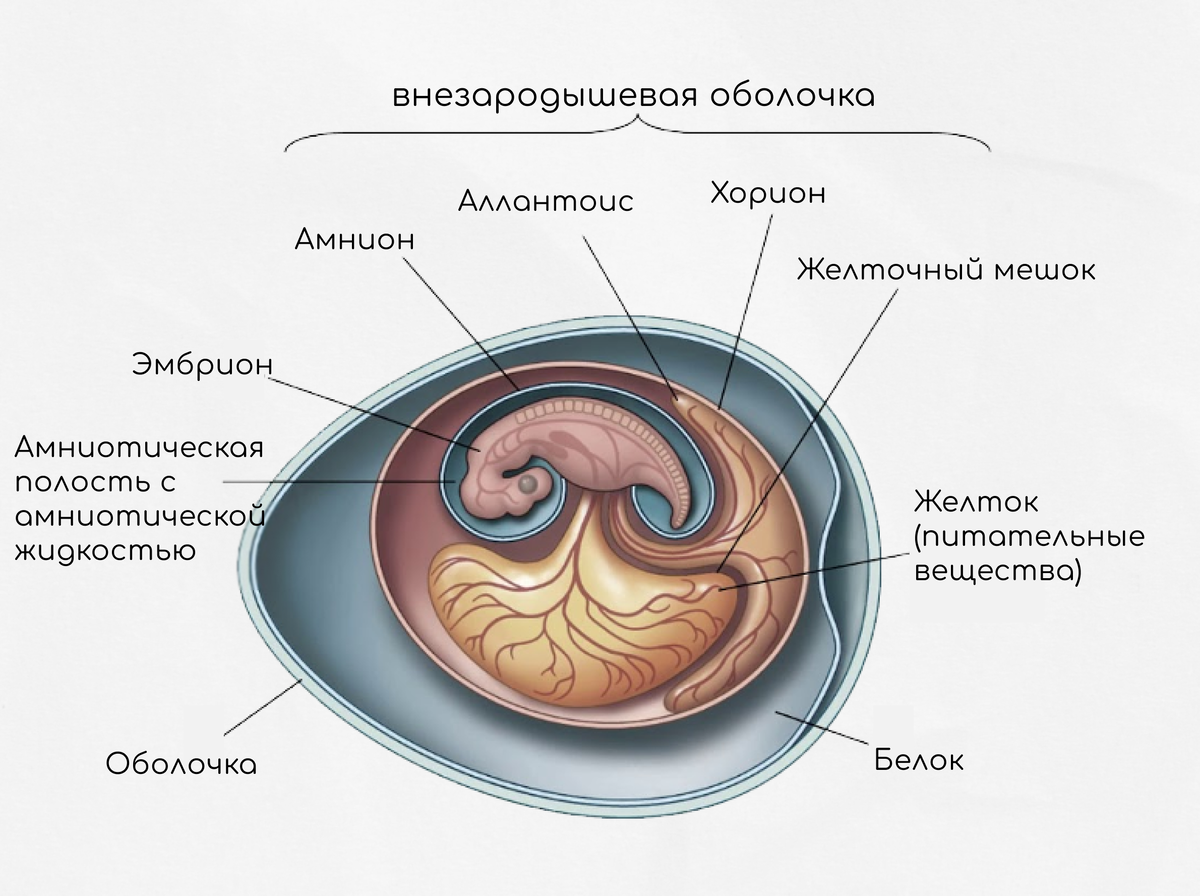 Внезародышевые органы гистология