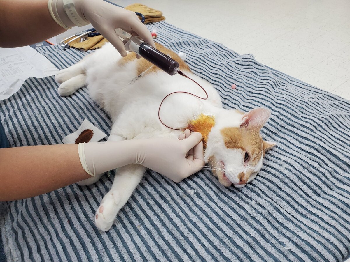 Кошка донор крови