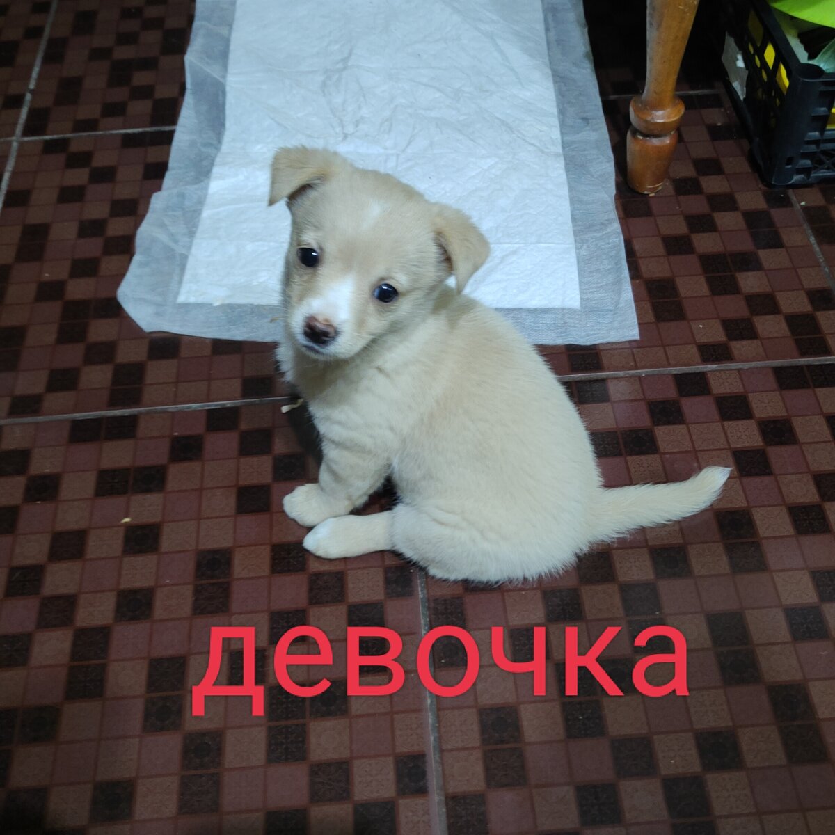 Машка