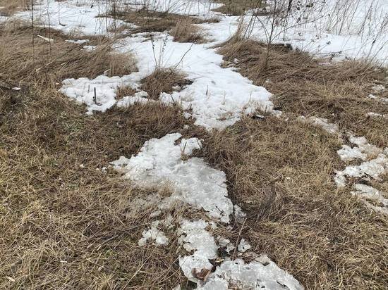     фото: МК в Туле