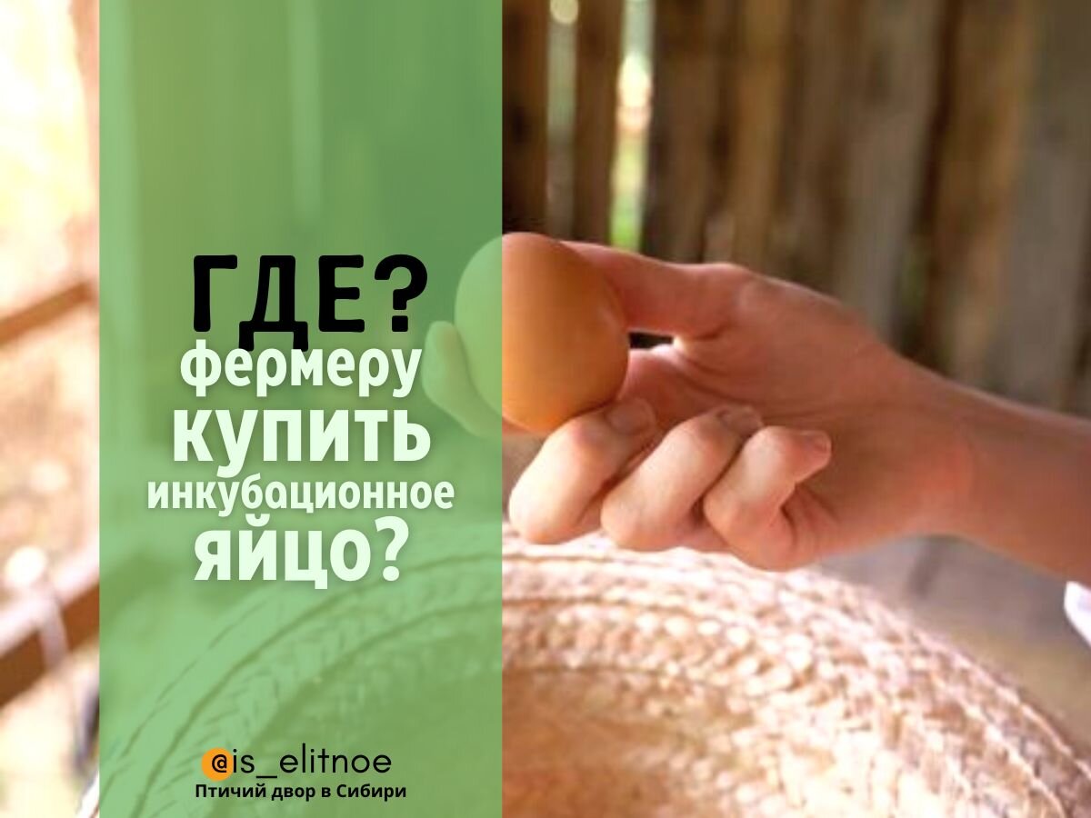 Где покупать яйцо владельцам домашних инкубаторов