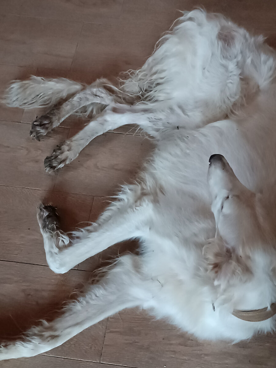 Эсми после прогулки под присмотром