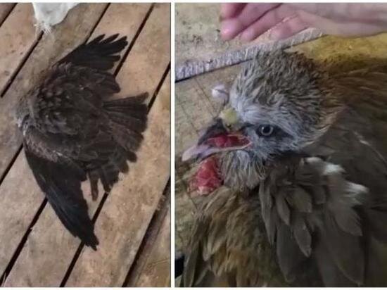     Фото: t.me/sochitypical