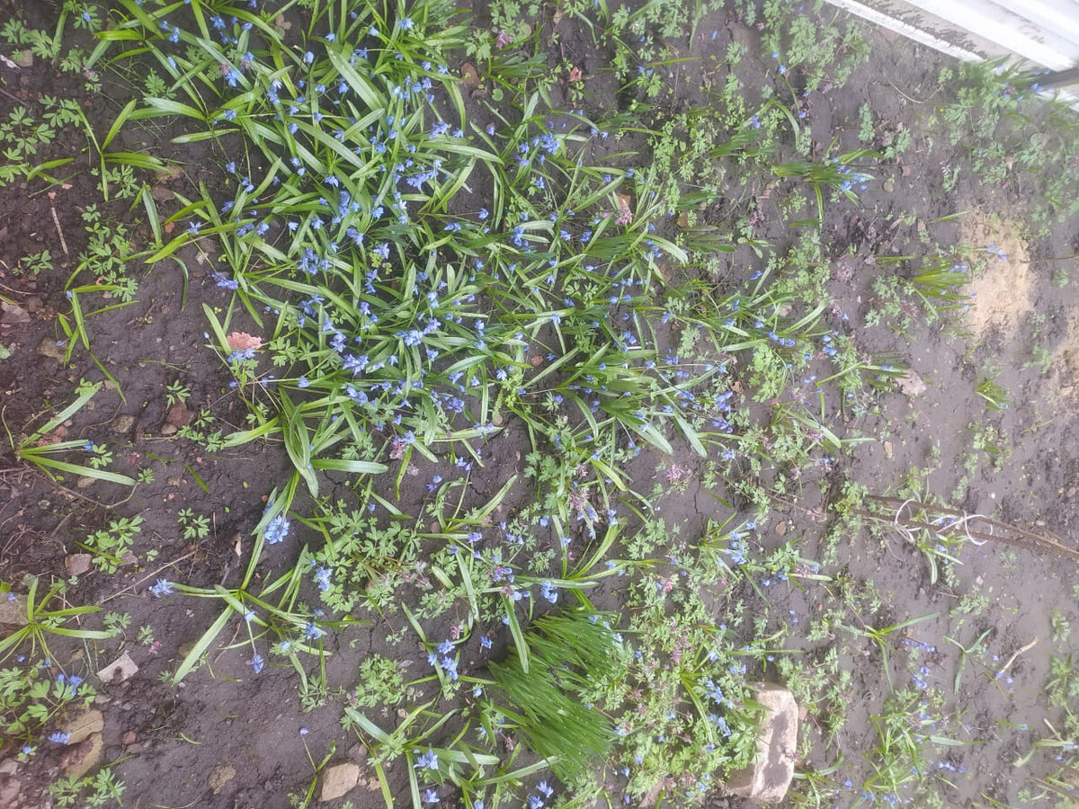 Вот такая поляна под грецким орехом