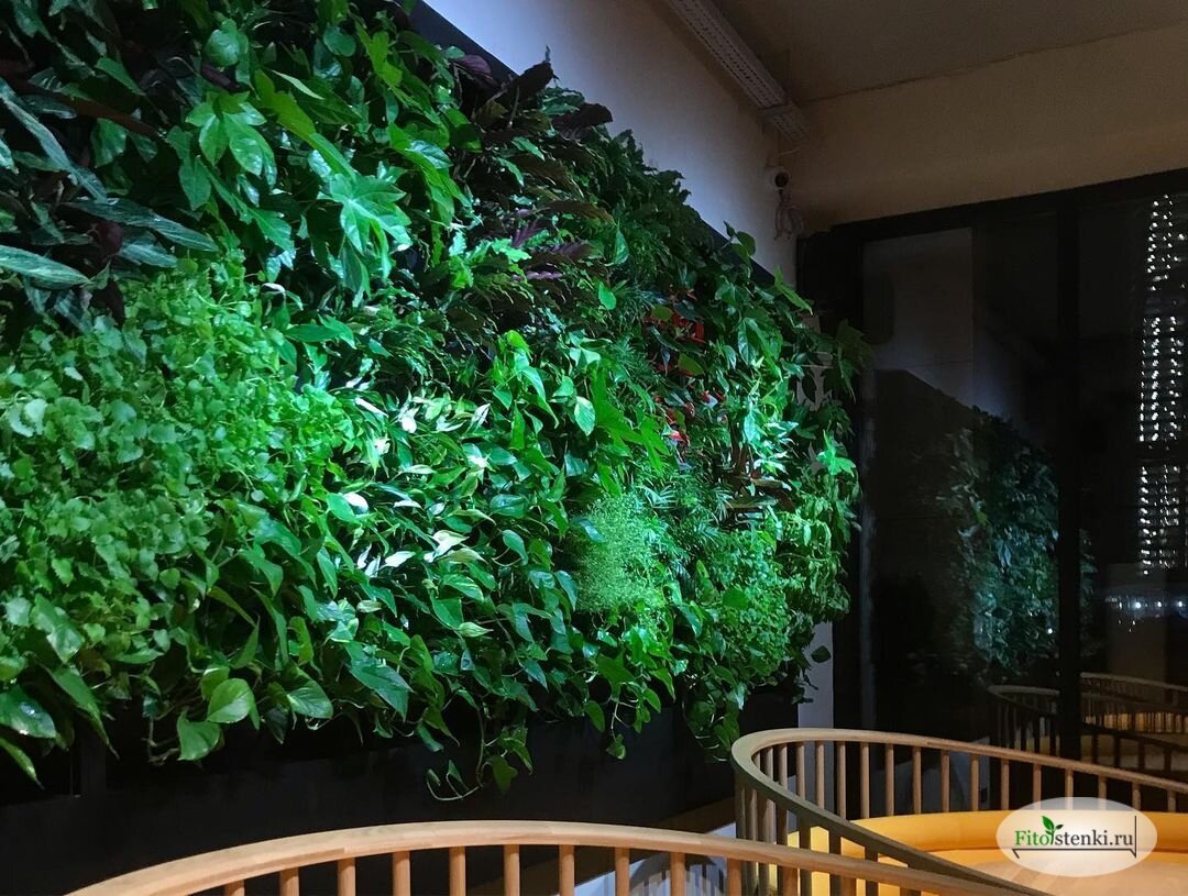 Фитостена в ресторане "Kristoff", г. Санкт-Петербург