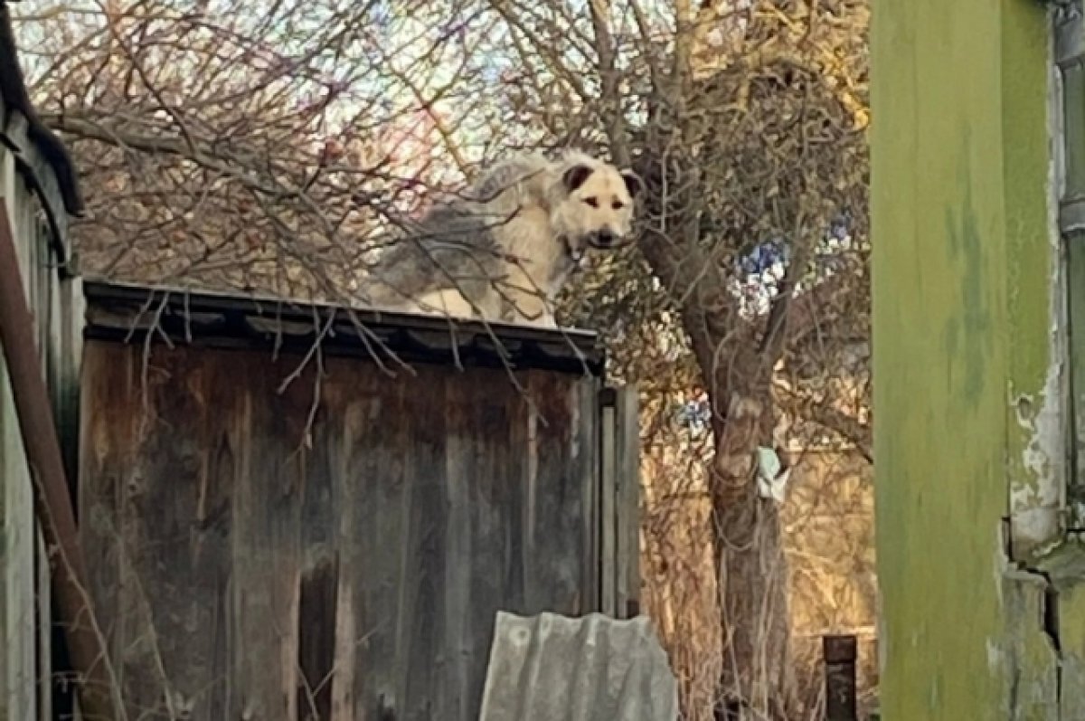    Собаку, брошенную на короткой цепи без воды и еды, спасли жители Твери