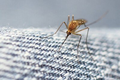    Комар ©photochem_PA Flickr.com