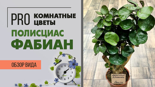 Полисциас Фабиан - роскошное комнатное деревце | Неприхотливое декоративно лиственное растение