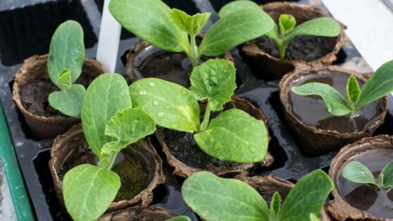    Как выбрать семена кабачков для хорошего урожая: полезные советы Алина Городниченко