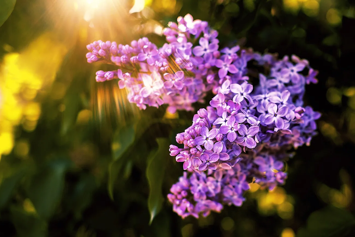 из открытых источников