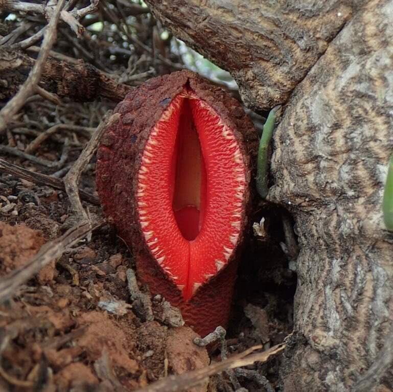 Hydnora africana фото