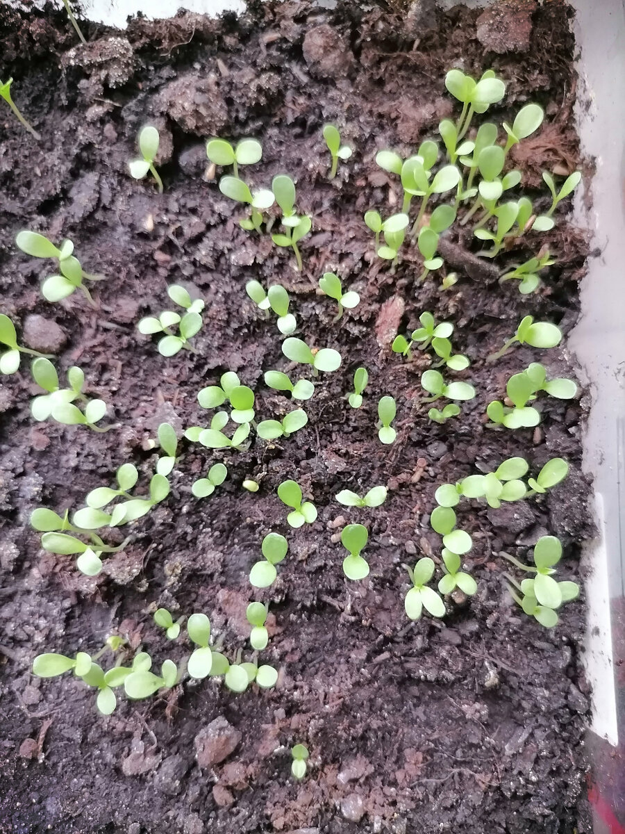 Плохо всходит. Плохие всходы. Всходы укропа. Проросток рассада ортон. Если не взошли семена.