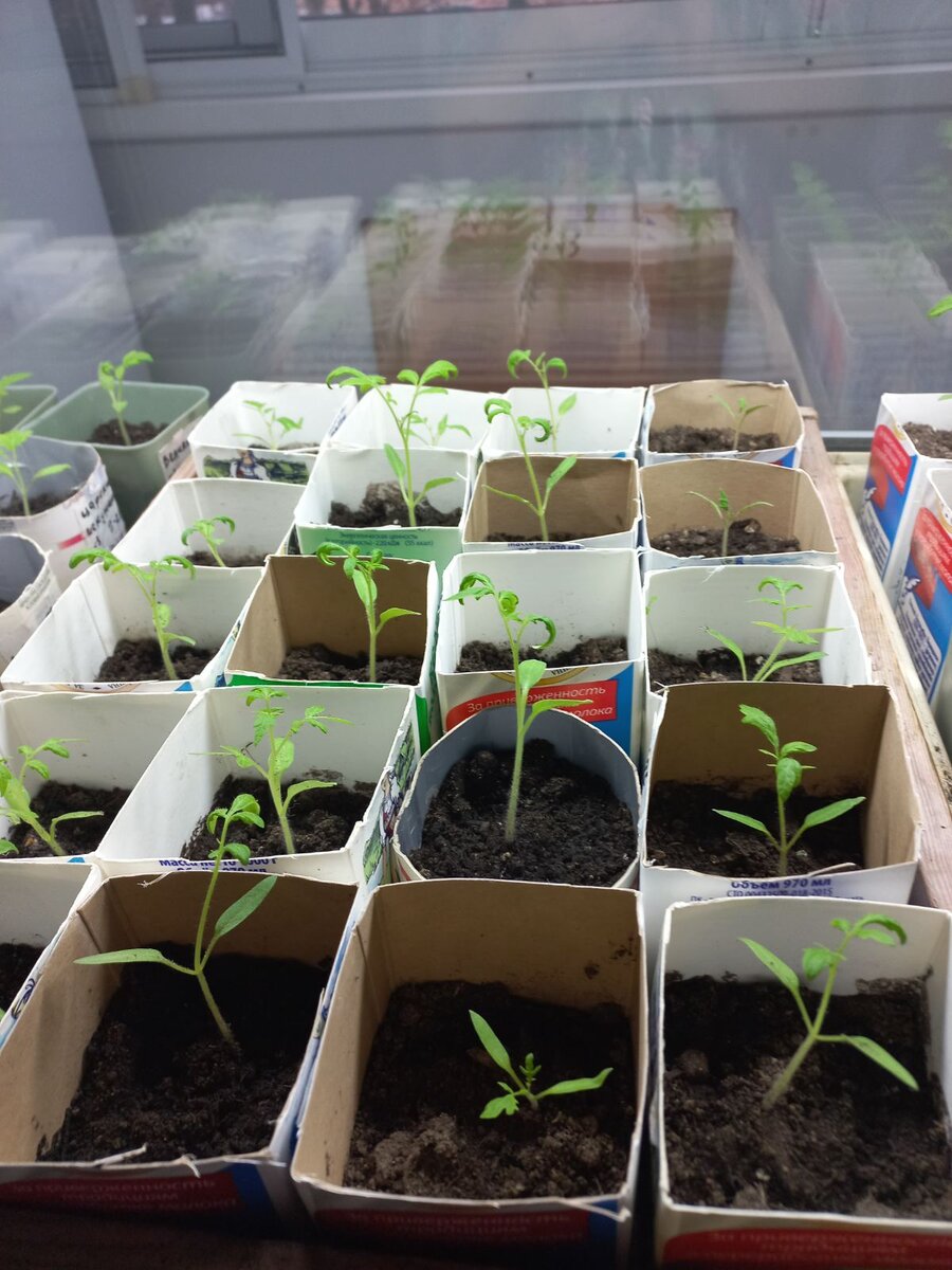 У мамы. Похоже она сеяла сразу в такие.