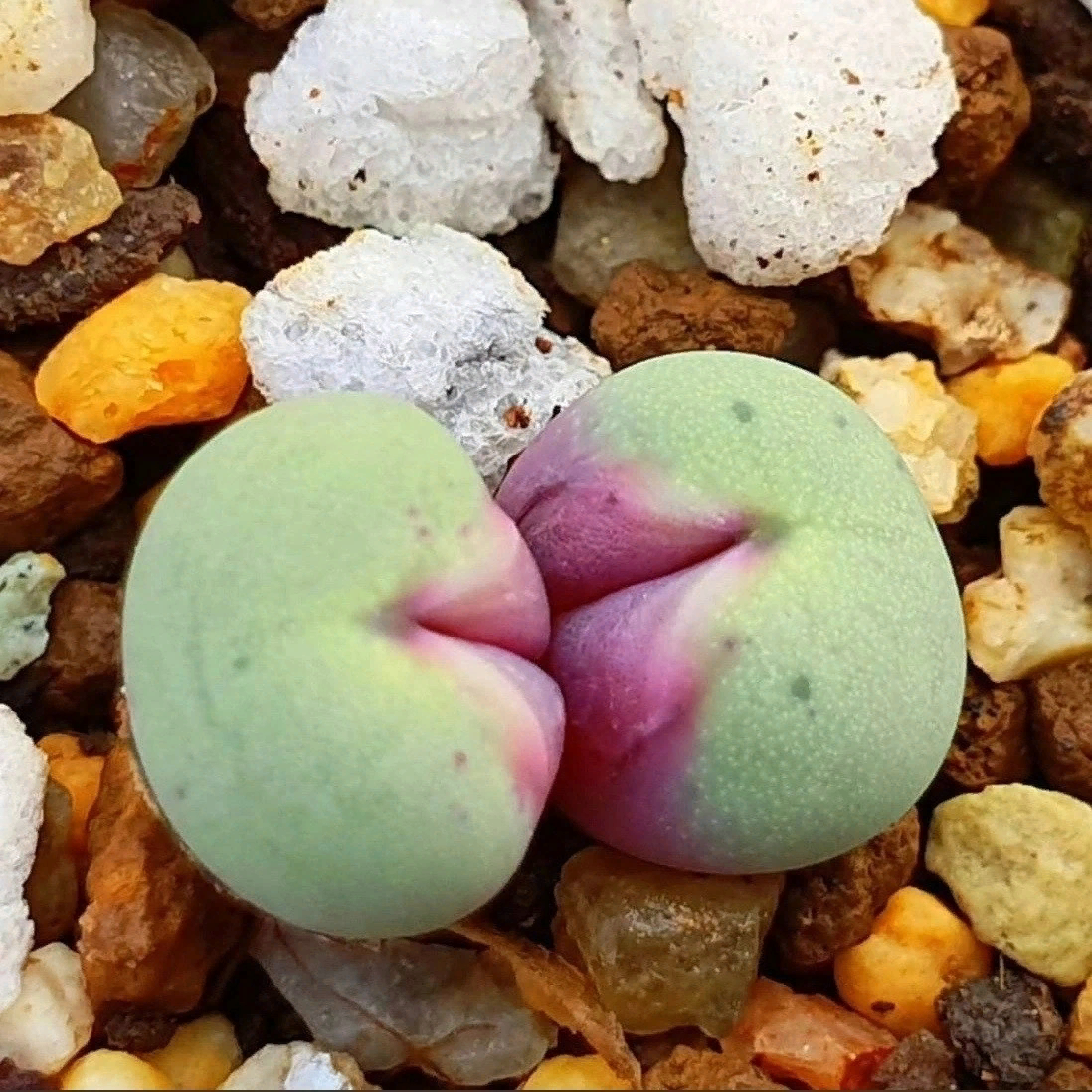 Conophytum pageae