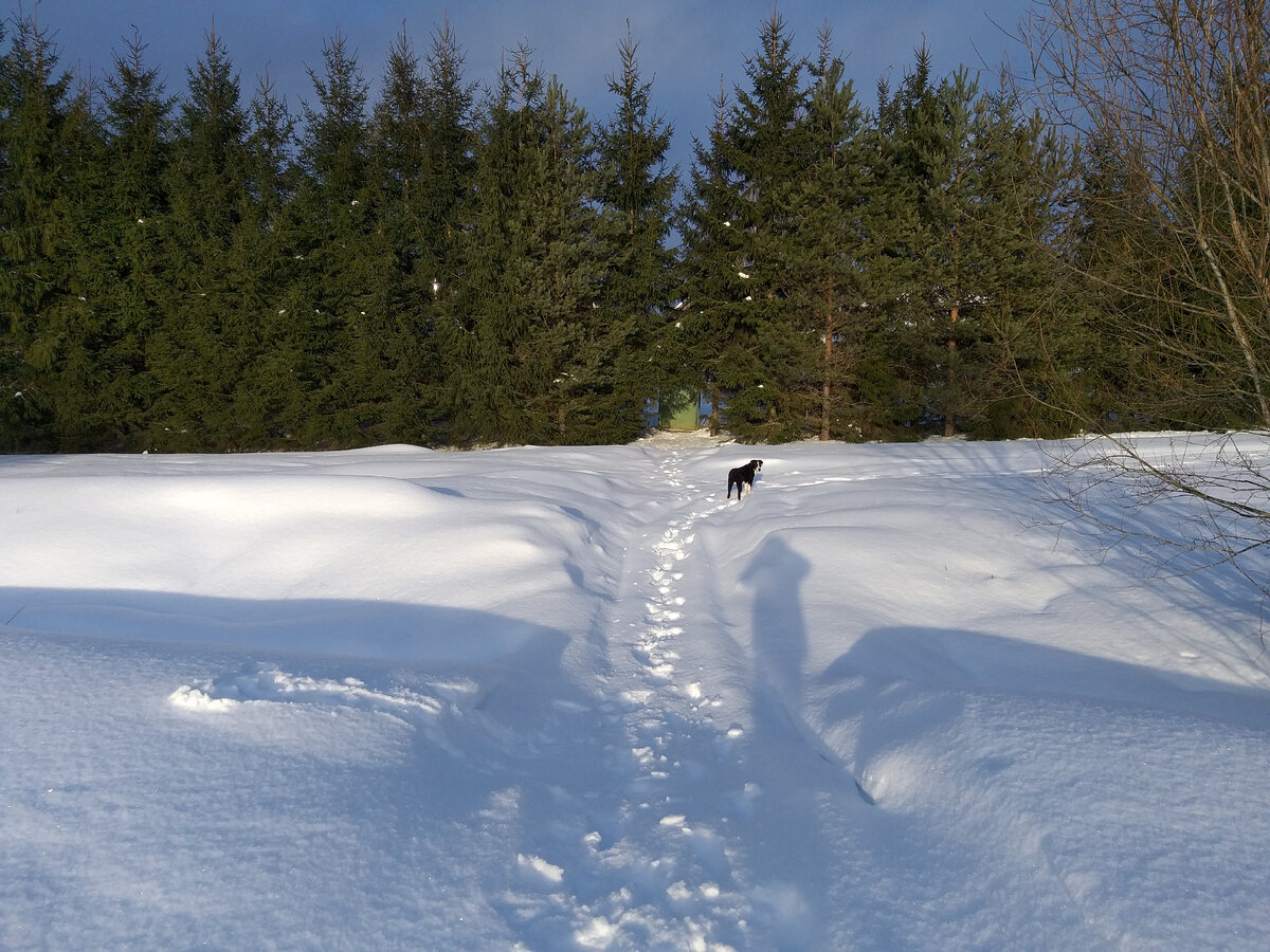 За елками угодья. Пес охраняет.
